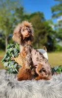 100% clear including cddy/cdpa, a male Poodle - Miniature  for sale in Huntsville, AL – Photo 3 of 3
