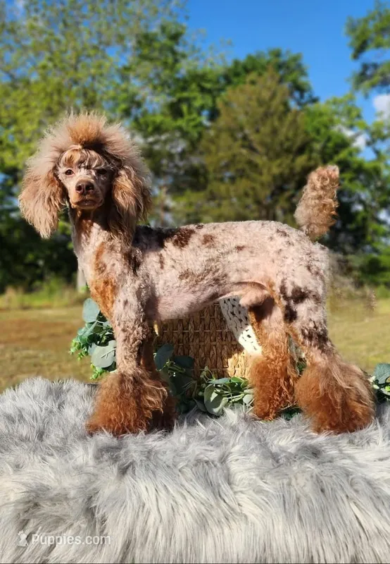 100% clear including cddy/cdpa