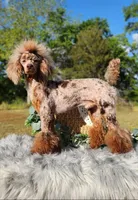 100% clear including cddy/cdpa, a male Poodle - Miniature  for sale in Huntsville, AL – Photo 1 of 3