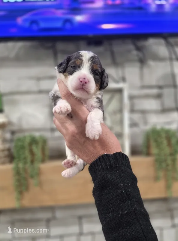 Peter – Miniature Bernedoodle puppy for sale in Huntsville, AL