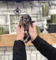 Natalie, a female Miniature Bernedoodle for sale in Huntsville, AL – 5 of 5