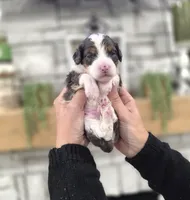 Peter, a male Miniature Bernedoodle for sale in Huntsville, AL – 6 of 6