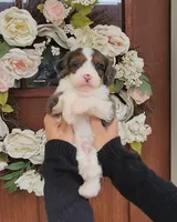 Peter , a male Miniature Bernedoodle for sale in Huntsville, AL – 2 of 4