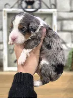 Hannah, a female Miniature Bernedoodle for sale in Huntsville, AL – 1 of 6