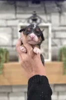 Kit, a male Miniature Bernedoodle for sale in Huntsville, AL – 5 of 6