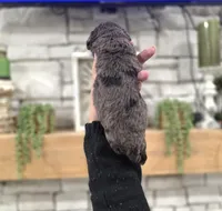Kit, a male Miniature Bernedoodle for sale in Huntsville, AL – 6 of 6