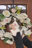 Peter , a male Miniature Bernedoodle for sale in Huntsville, AL – 4 of 4