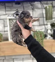 Jack, a male Miniature Bernedoodle for sale in Huntsville, AL – 3 of 5