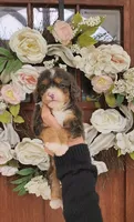 Kit, a male Miniature Bernedoodle for sale in Huntsville, AL – 3 of 4