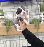 Peter, a male Miniature Bernedoodle for sale in Huntsville, AL – 4 of 6