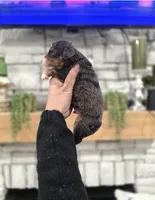 Kit, a male Miniature Bernedoodle for sale in Huntsville, AL – 3 of 6