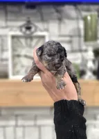 Natalie, a female Miniature Bernedoodle for sale in Huntsville, AL – 3 of 5