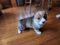 Olaf, a male Pembroke Welsh Corgi for sale in Canal Winchester, OH – Photo 4 of 7