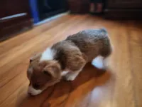 Olaf, a male Pembroke Welsh Corgi for sale in Canal Winchester, OH – Photo 3 of 7