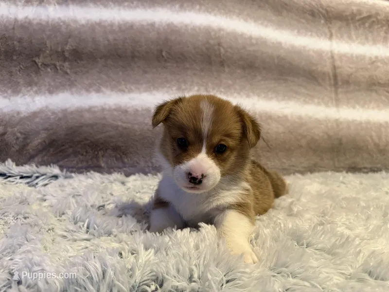 Olaf, a male Pembroke Welsh Corgi for sale in Canal Winchester, OH – Photo 1 of 7