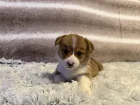 Olaf, a male Pembroke Welsh Corgi for sale in Canal Winchester, OH – Photo 1 of 7