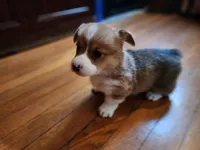 Olaf, a male Pembroke Welsh Corgi for sale in Canal Winchester, OH – Photo 5 of 7