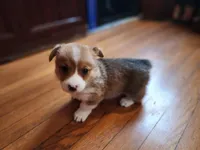 Olaf, a male Pembroke Welsh Corgi for sale in Canal Winchester, OH – Photo 2 of 7