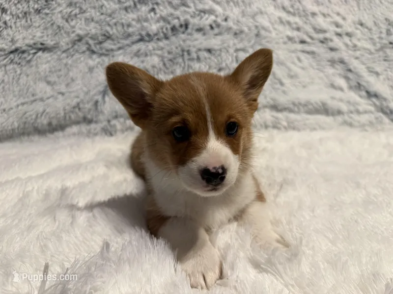 Olaf – Pembroke Welsh Corgi puppy for sale in Canal Winchester, OH