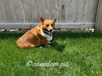 Pebble, a male Pembroke Welsh Corgi for sale in Canal Winchester, OH – Photo 3 of 3