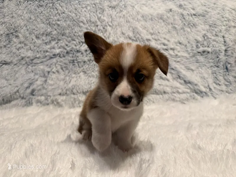 Pebble, a male Pembroke Welsh Corgi for sale in Canal Winchester, OH – Photo 1 of 3
