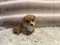 Hans, a male Pembroke Welsh Corgi for sale in Canal Winchester, OH – Photo 1 of 6