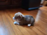 Hans, a male Pembroke Welsh Corgi for sale in Canal Winchester, OH – Photo 2 of 6