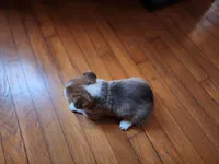 Hans, a male Pembroke Welsh Corgi for sale in Canal Winchester, OH – Photo 4 of 6