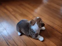 Hans, a male Pembroke Welsh Corgi for sale in Canal Winchester, OH – Photo 3 of 6