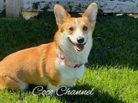 Hans, a male Pembroke Welsh Corgi for sale in Canal Winchester, OH – Photo 5 of 6