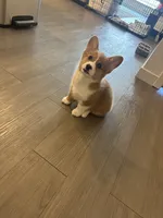 Milo, a male Pembroke Welsh Corgi for sale in Dublin, CA – 2 of 3