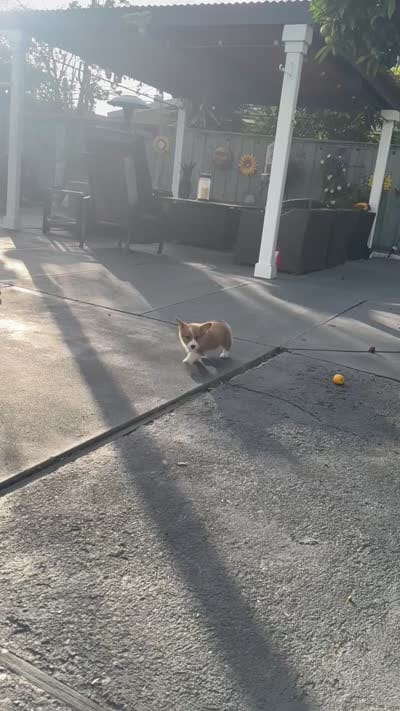 Milo, a male Pembroke Welsh Corgi for sale in Dublin, CA – 3 of 3