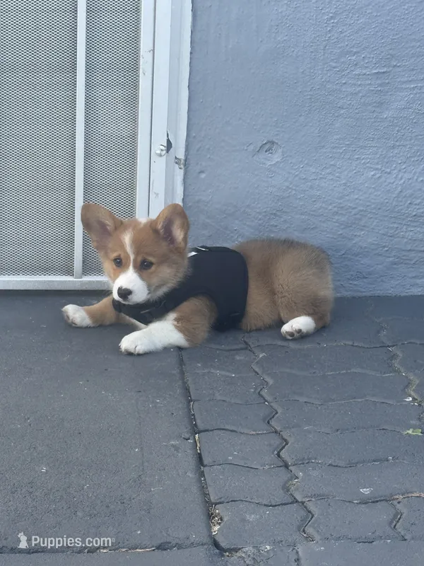 Milo – Pembroke Welsh Corgi puppy for sale in Dublin, CA