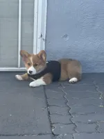Milo, a male Pembroke Welsh Corgi for sale in Dublin, CA – 1 of 3