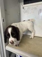 Buddy, a male English Cocker Spaniel for sale in McRae, GA – Photo 3 of 8