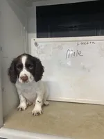 Buddy, a male English Cocker Spaniel for sale in McRae, GA – Photo 2 of 8