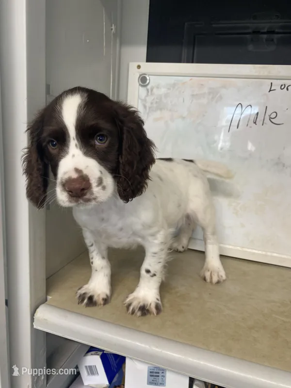 Buddy, a male English Cocker Spaniel for sale in McRae, GA – Photo 1 of 8