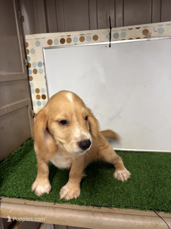 Colt – English Cocker Spaniel puppy for sale in McRae, GA