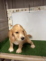 Colt, a male English Cocker Spaniel for sale in McRae, GA – 1 of 5