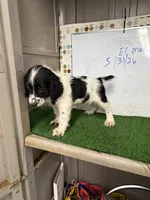 Cosmo, a male English Cocker Spaniel for sale in McRae, GA – 5 of 7