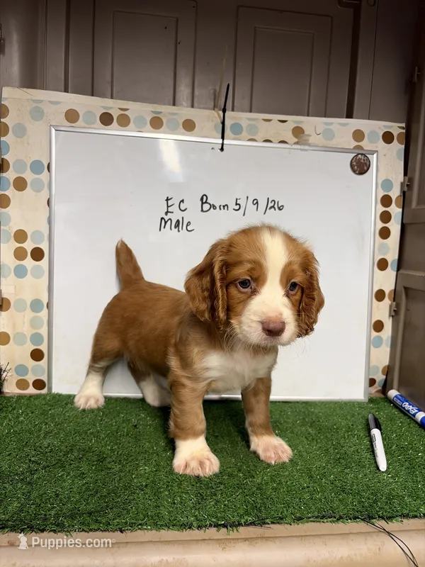Vegas – English Cocker Spaniel puppy for sale in McRae, GA