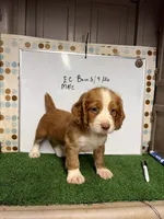 Vegas, a male English Cocker Spaniel for sale in McRae, GA – 2 of 5