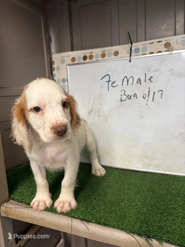 Suzie – English Cocker Spaniel puppy for sale in McRae, GA