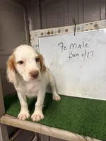 Suzie, a female English Cocker Spaniel for sale in McRae, GA – 1 of 4