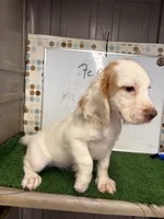 Suzie, a female English Cocker Spaniel for sale in McRae, GA – 4 of 4