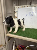 Cosmo, a male English Cocker Spaniel for sale in McRae, GA – 4 of 7