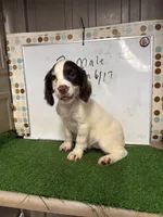 Jennie, a female English Cocker Spaniel for sale in McRae, GA – 2 of 2