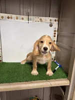 Colt, a male English Cocker Spaniel for sale in McRae, GA – 2 of 5