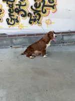 Vegas, a male English Cocker Spaniel for sale in McRae, GA – 4 of 5