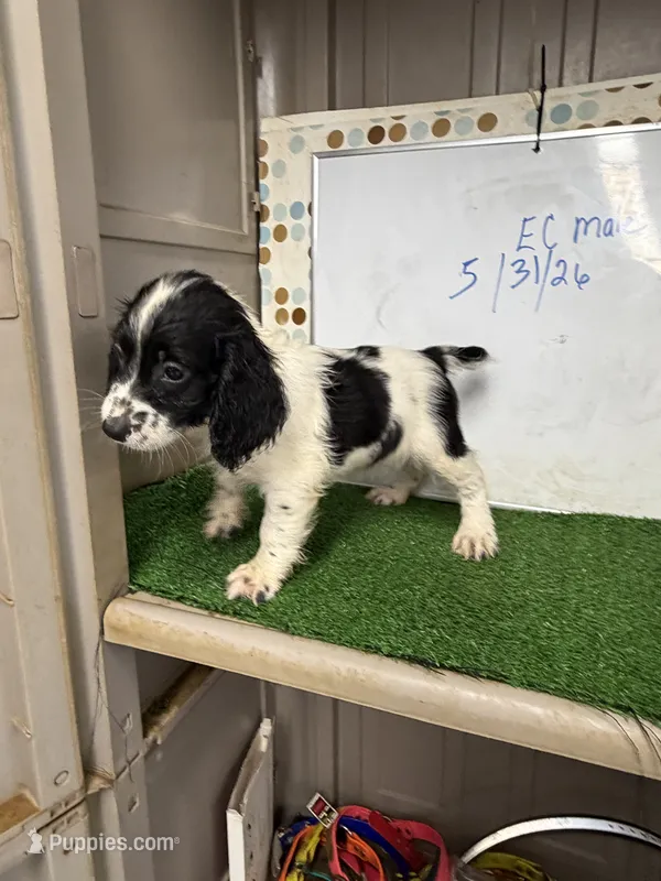 Cosmo – English Cocker Spaniel puppy for sale in McRae, GA